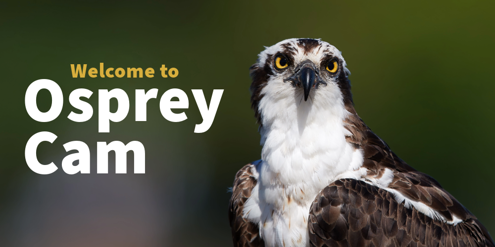 Osprey Cam